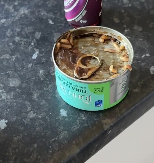PIC FROM KENNEDY NEWS AND MEDIA (PICTURED: THE MAGGOTS IN THE JOHN WEST TUNA CANS BETHANY BRYSON BOUGHT FROM ASDA) A mum has vowed never to eat tuna again after claiming to discover 'more than 100 maggots' crawling in her tot's John West tuna dinner bought in Asda. Bethany Bryson had nipped to Asda's Edinburgh Supercentre store on 23 May to grab a few essentials and bought a multipack of John West tinned tuna for ??3.98. The mum-of-one had intended to make her son a tuna and sweetcorn baguette for lunch and did not notice anything unusual about the cans in the store. DISCLAIMER: While Kennedy News and Media uses its best endeavours to establish the copyright and authenticity of all pictures supplied, it accepts no liability for any damage, loss or legal action caused by the use of images supplied and the publication of images is solely at your discretion. SEE KENNEDY NEWS COPY - 0161 697 4266